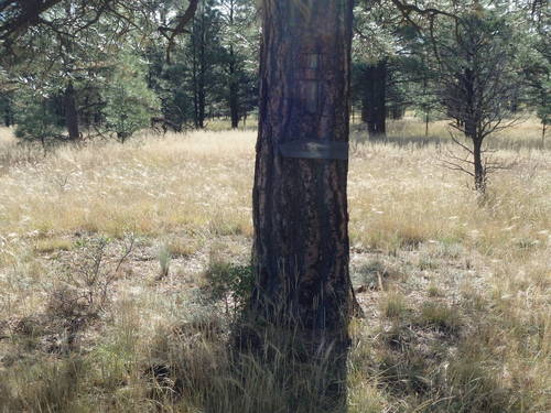 GDMBR: Old Wood Sign nailed into a tree (Continental Divide Trail).